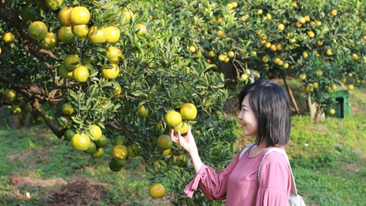 新寶觀光果園