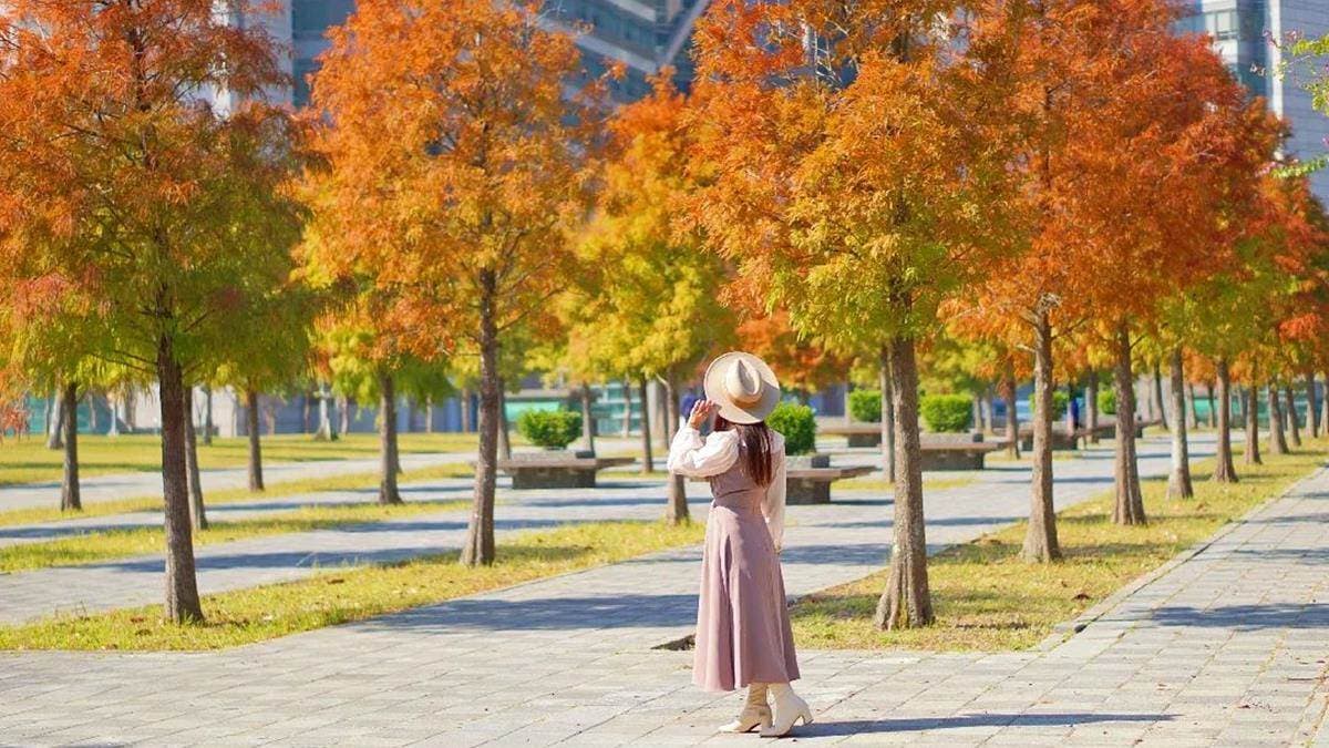 整齊排列的落羽松也十分美麗壯觀，從金黃轉成緋紅色。（圖片來源：IG@bruce570318）