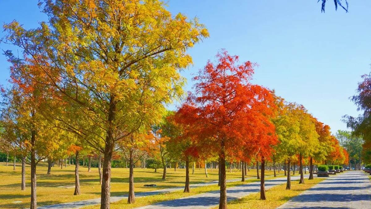 寧靜的公園裡，景色唯美夢幻，宛如走進了畫裡。（圖片來源：IG@bruce570318）