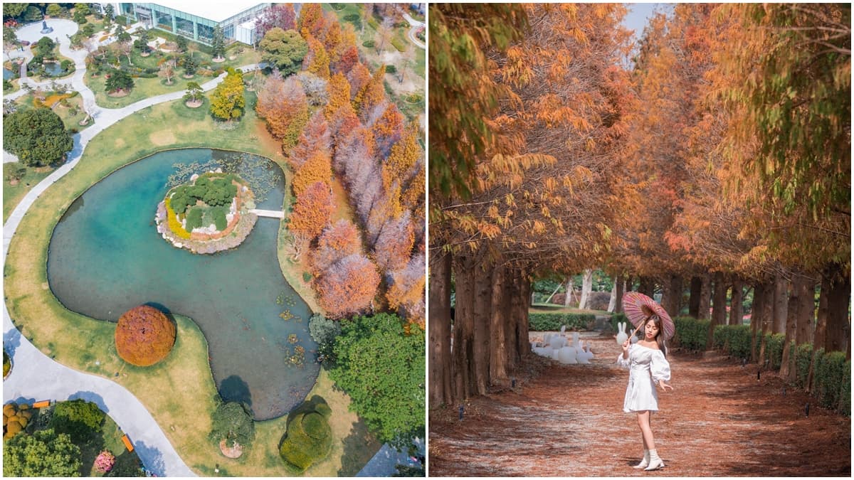 與大佛合照「入園半價」！彰化落羽松大道春節正美，「台版兼六園」超好拍