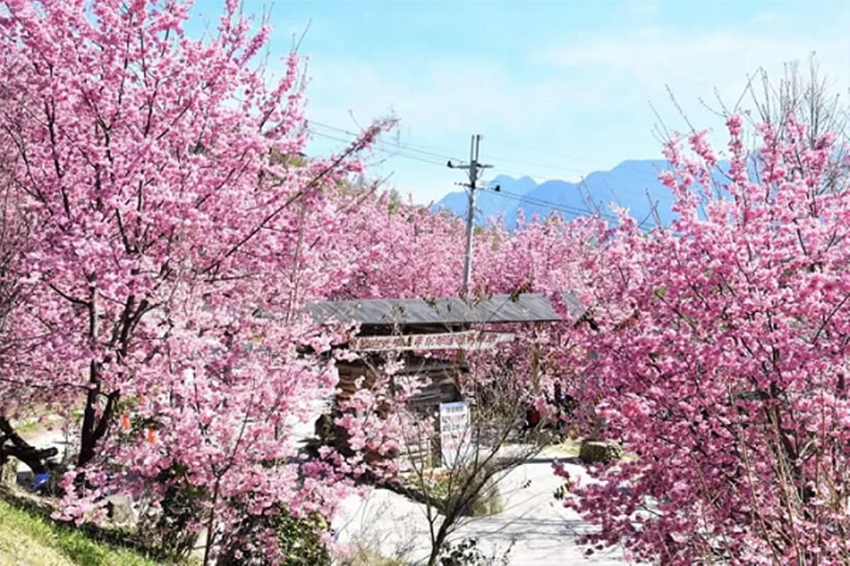 追櫻衝一波！豪華露營、神木群賞花海，全台必追「５大賞櫻體驗」