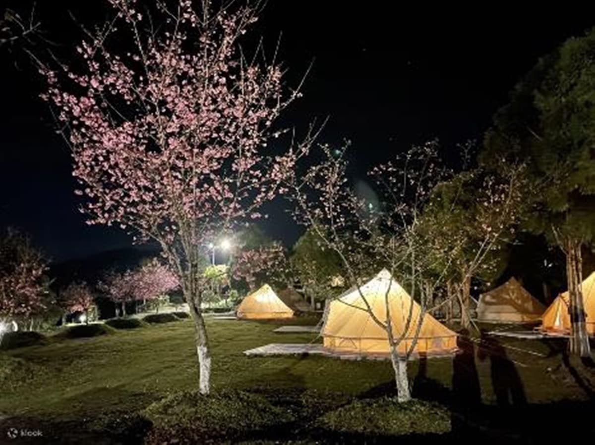 追櫻衝一波！豪華露營、神木群賞花海，全台必追「５大賞櫻體驗」
