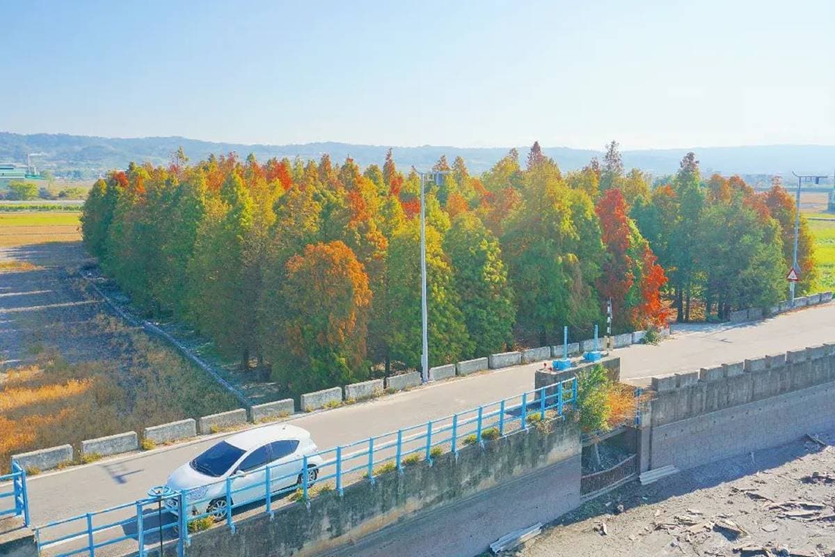 利用長鏡頭景深效果，以油菜花當前景，拍出夢幻景致。（圖片來源：IG@bruce570318） 
