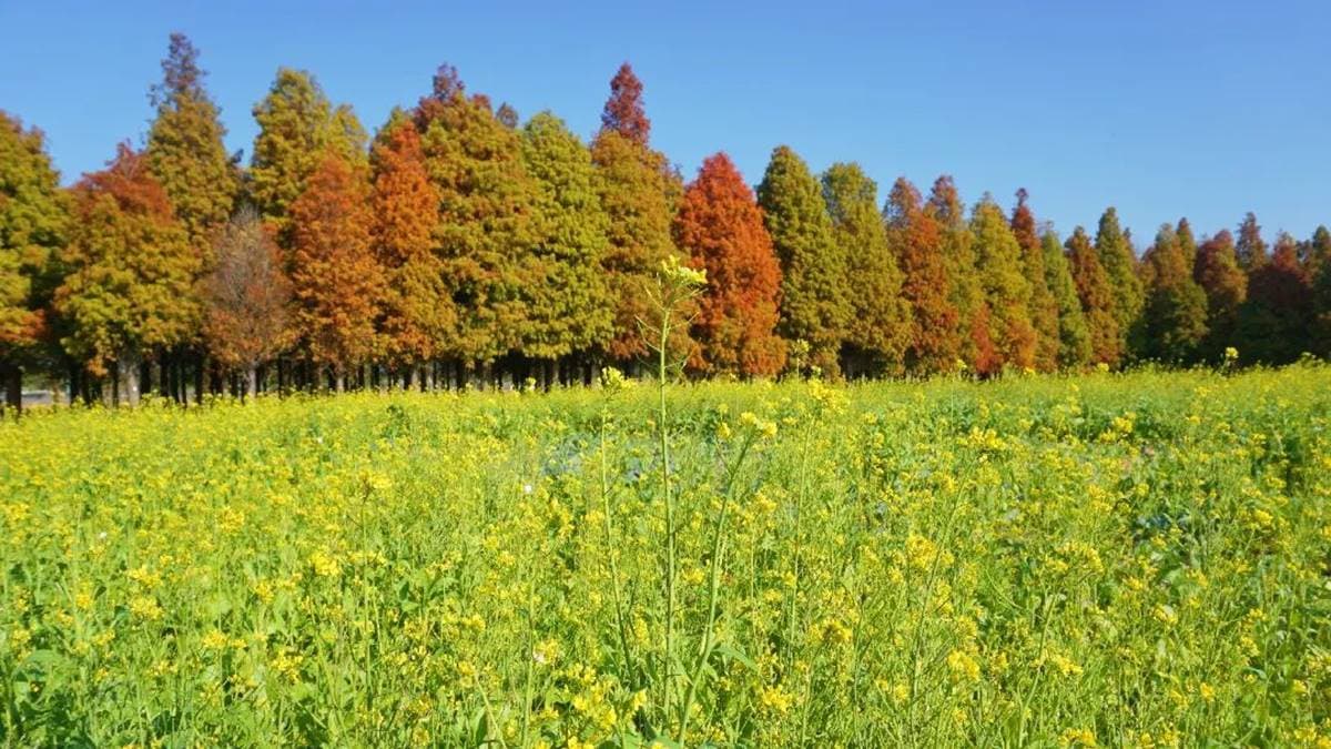 「大村落羽松」共種植超過200棵落羽松。（圖片來源：IG@bruce570318）
