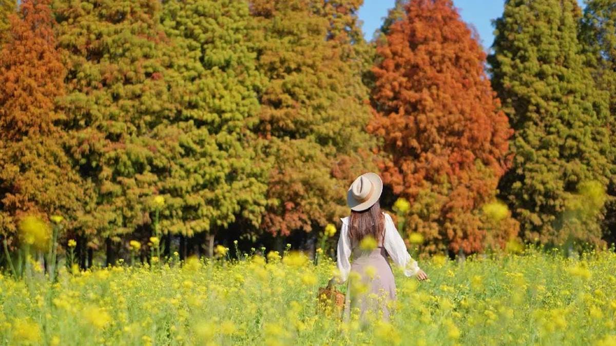 漸層落羽松搭配油菜花田，一開拍就停不下來。（圖片來源：IG@bruce570318）
