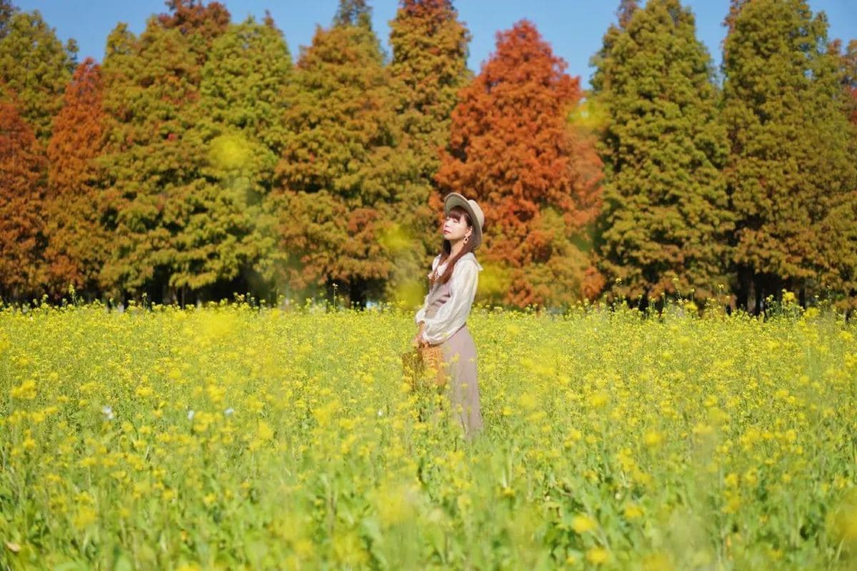 落羽松化身「俄羅斯方塊陣」！破2000坪「漸層落羽松」免費拍，美得像明信片