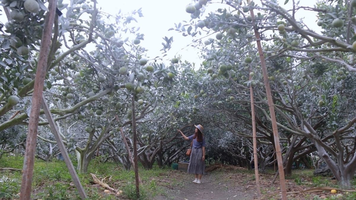 漫步在橘子森林裡，氛圍顯得十分浪漫。（圖片來源：雙子喵玩樂旅行）
