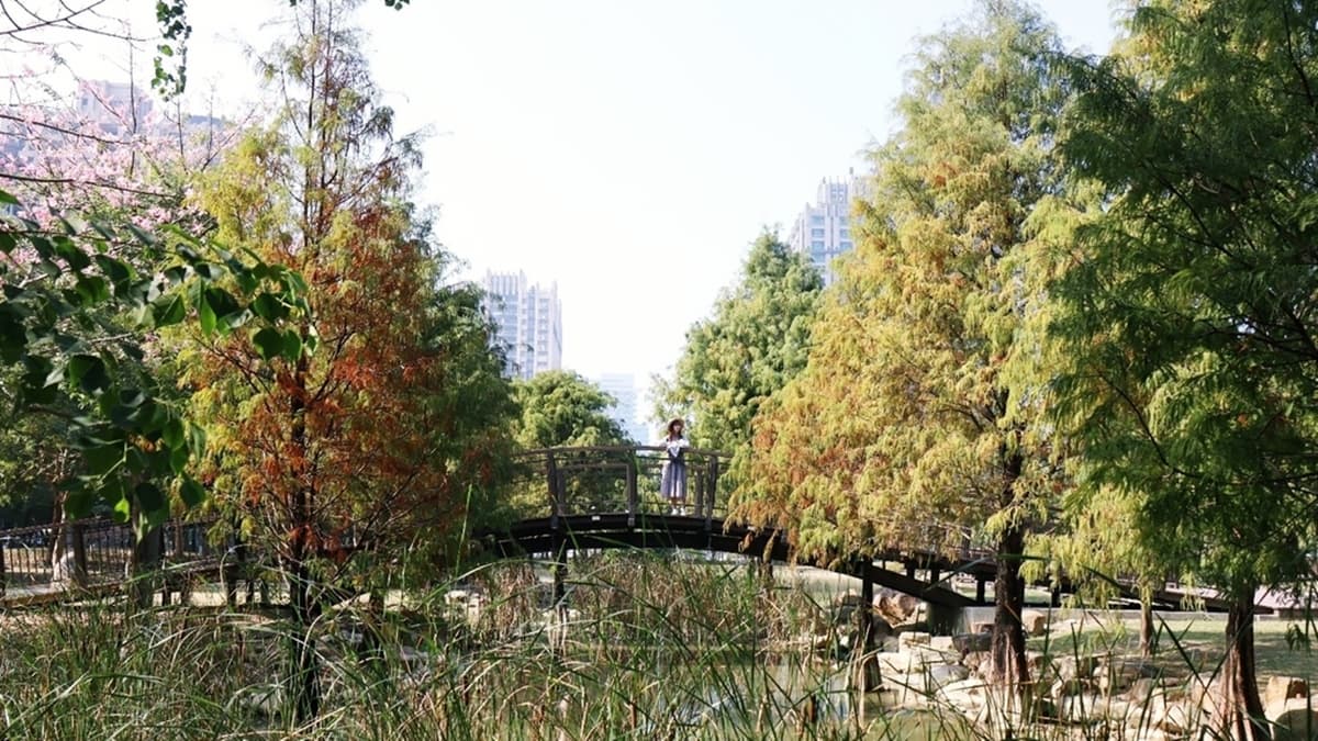 站在拱橋上，可以拍出水面上落羽松的唯美畫面。（圖片來源：雙子喵玩樂旅行）