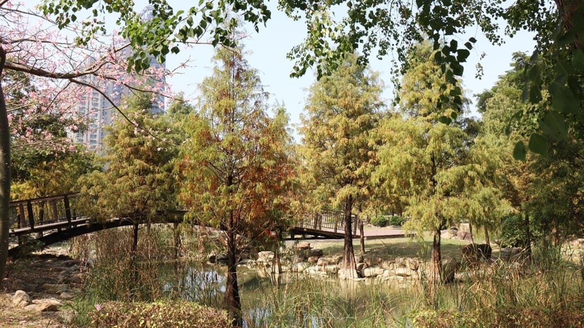 公園內的夢幻生態濕地，裡面種植了許多的落羽松。（圖片來源：雙子喵玩樂旅行）