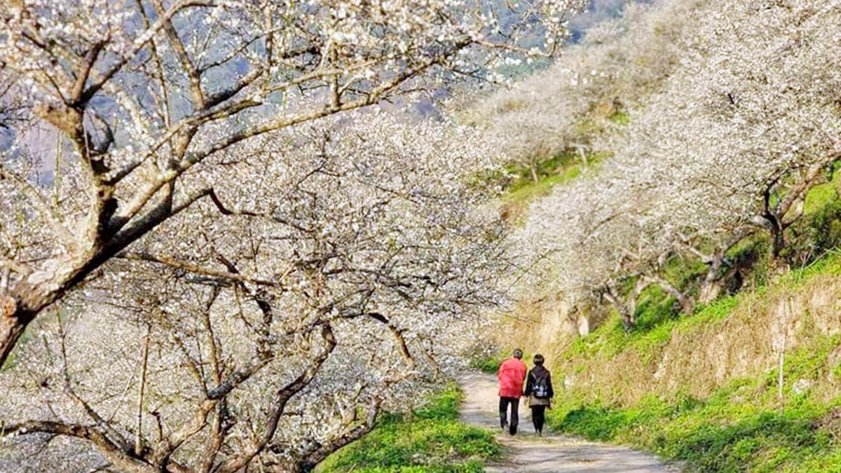 朝聖第一波「梅雪」！５處絕美賞梅仙境：占地15公頃、4000棵梅樹齊放