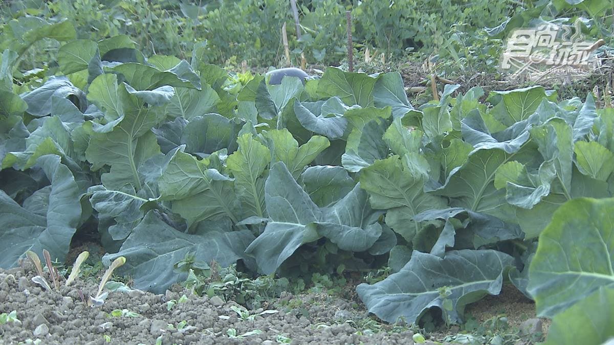 菜園裡有大豆苗、紅捲、高山高麗菜等各種新鮮蔬菜。