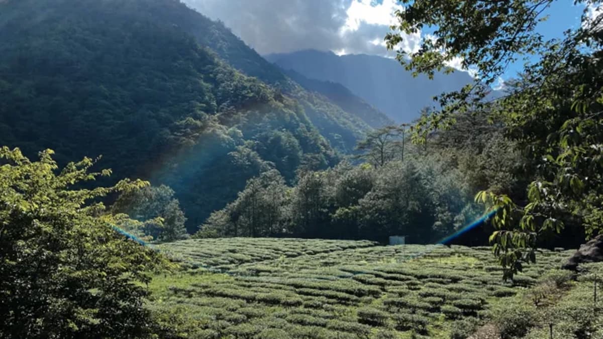沿著茶園小徑往下走，潺潺的溪流聲越來越清晰。（圖片來源：Sara‘s world 莎拉小姐的世界）