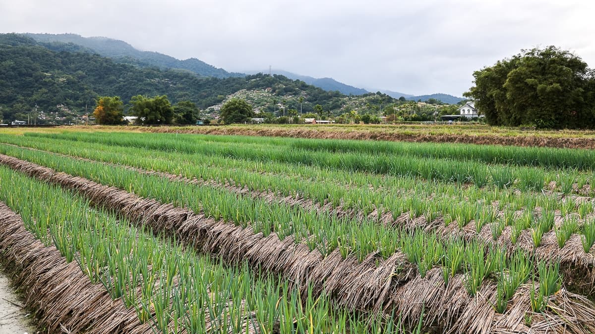 空氣中伴隨著淡淡蔥香，一大片綠油油的蔥田就在眼前。（圖片來源：卡夫卡愛旅行）