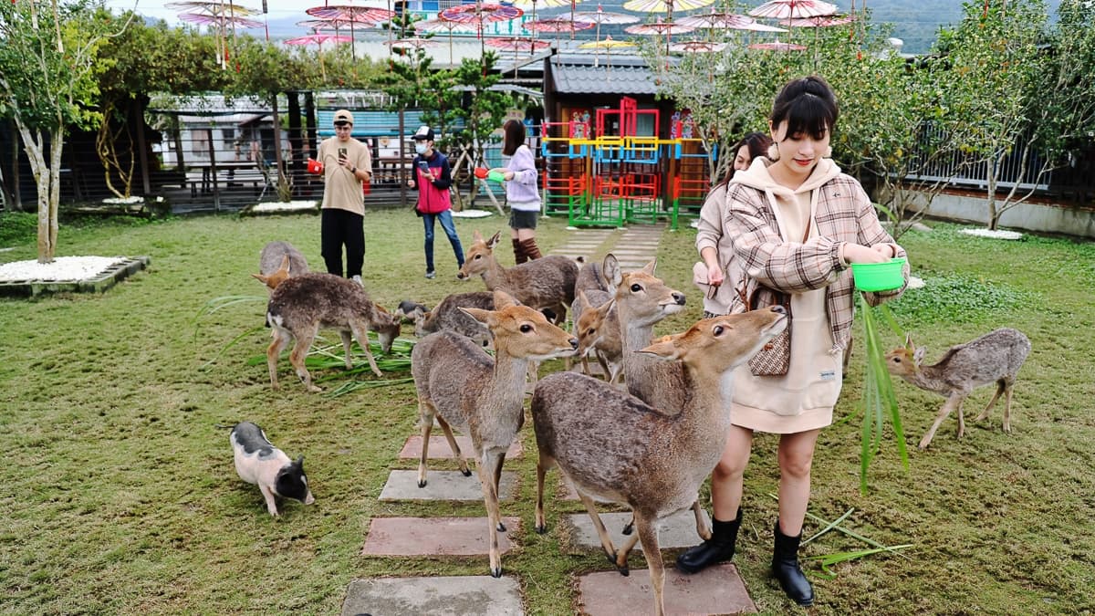 農場的另一區是幸福動物園區，裡頭養著梅花鹿、黑肚綿羊、兔子、麝香豬等。（圖片來源：卡夫卡愛旅行）
