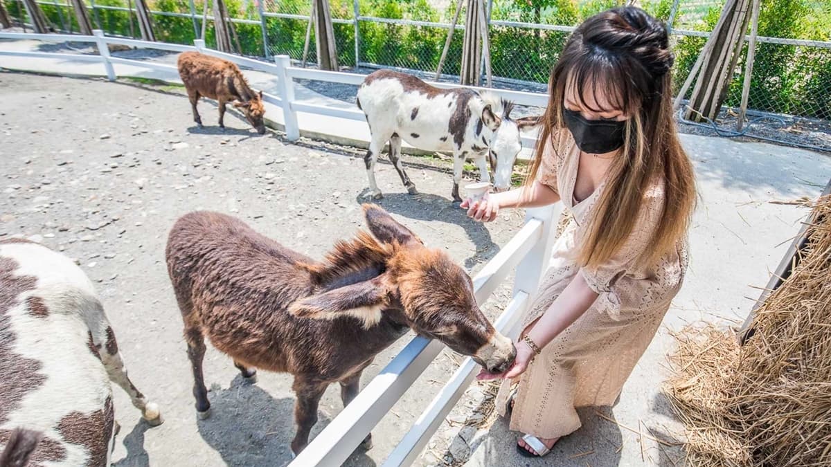 還可以近距離體驗餵食小動物。（圖片來源：大手牽小手玩樂趣）