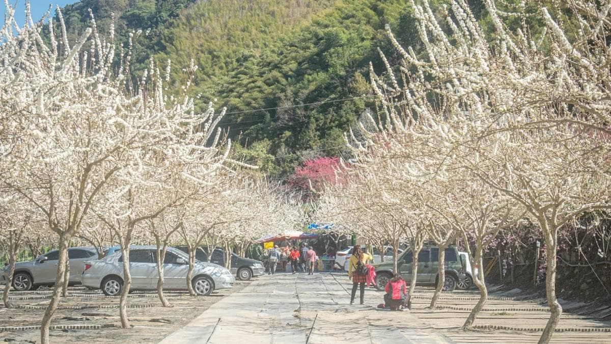 來到草坪頭最美停車場，李花盛開的景象真的太美了。（圖片來源：黑皮的旅遊筆記）