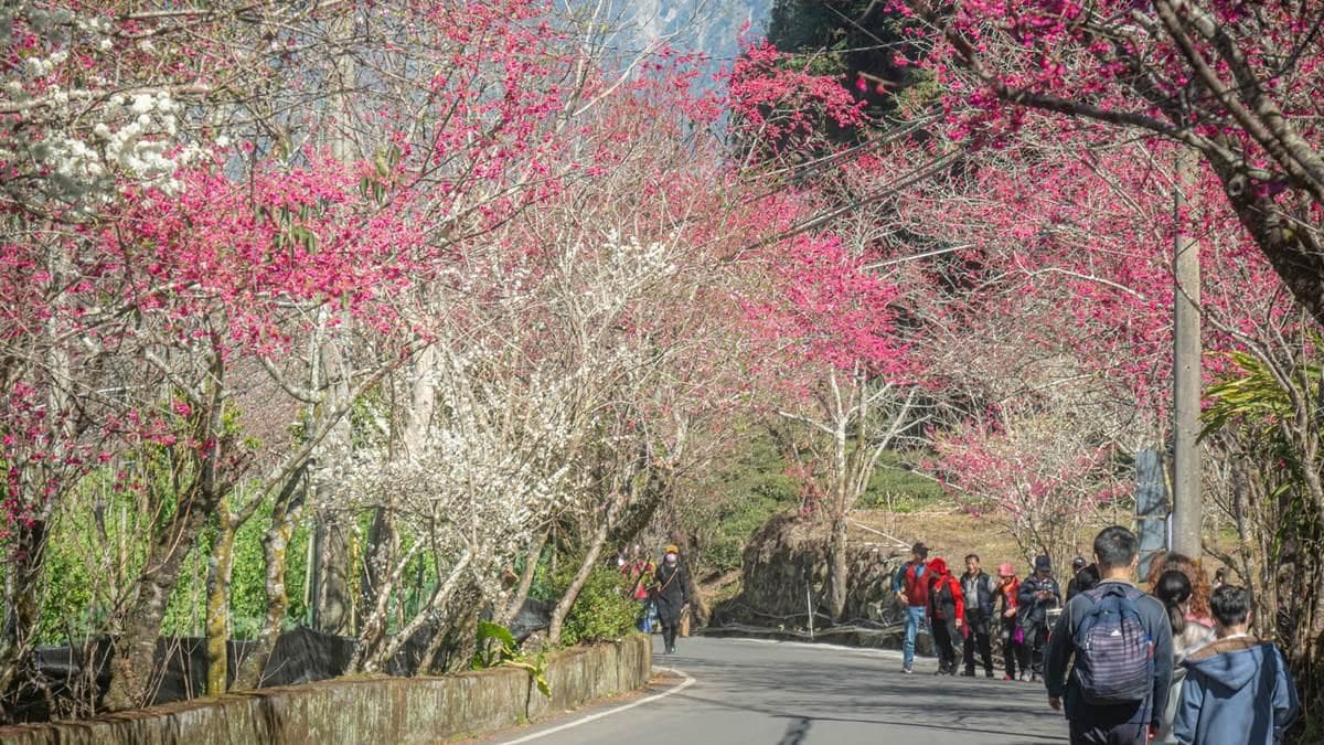 因為海拔較高，走在路上的空氣都非常清新。（圖片來源：黑皮的旅遊筆記）
