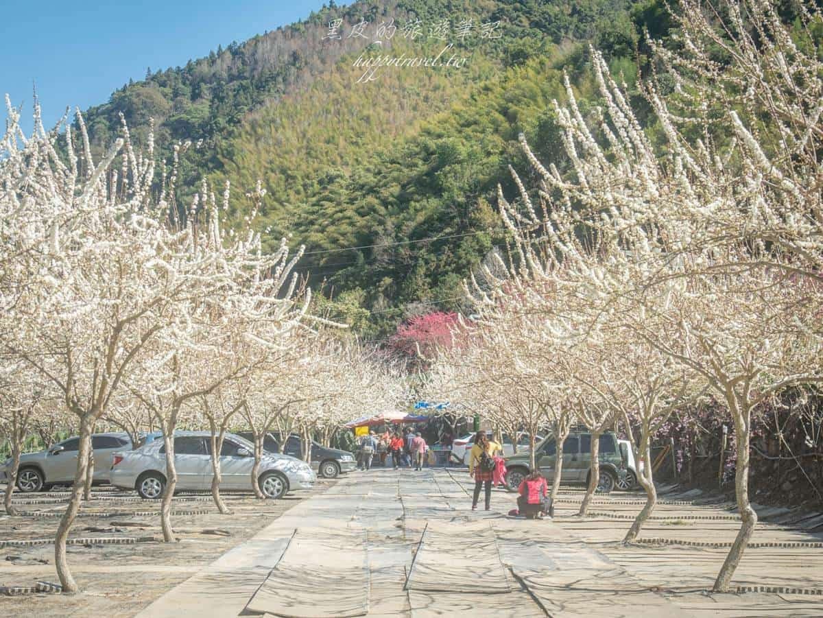 「全台最美停車場」一次賞櫻花、李花!粉嫩大爆發至2月中旬,好拍到手軟 「全台最美停車場」一次賞櫻花、李花!粉嫩大爆發至2月中旬,好拍到手軟