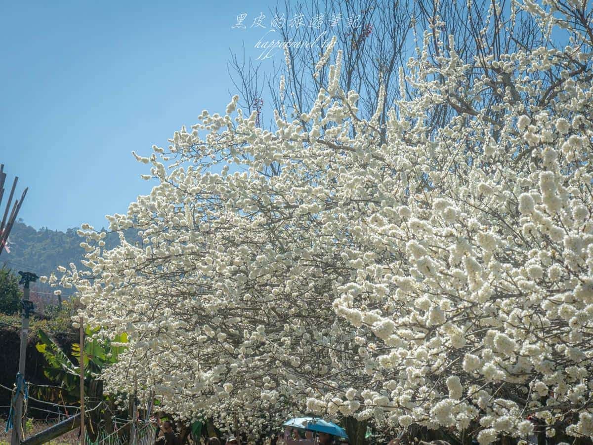 「全台最美停車場」一次賞櫻花、李花!粉嫩大爆發至2月中旬,好拍到手軟 「全台最美停車場」一次賞櫻花、李花!粉嫩大爆發至2月中旬,好拍到手軟