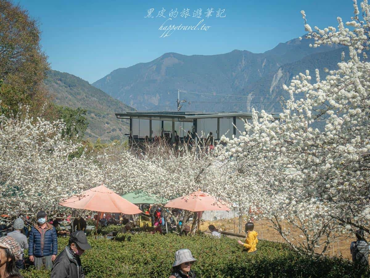 「全台最美停車場」一次賞櫻花、李花!粉嫩大爆發至2月中旬,好拍到手軟 「全台最美停車場」一次賞櫻花、李花!粉嫩大爆發至2月中旬,好拍到手軟