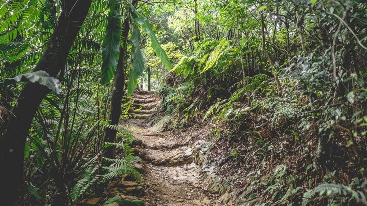 「糶米古道」是早期農民為了節省體力與時間，而集資開闢的山間小徑。（圖片來源：是艾思，不是火拳）
