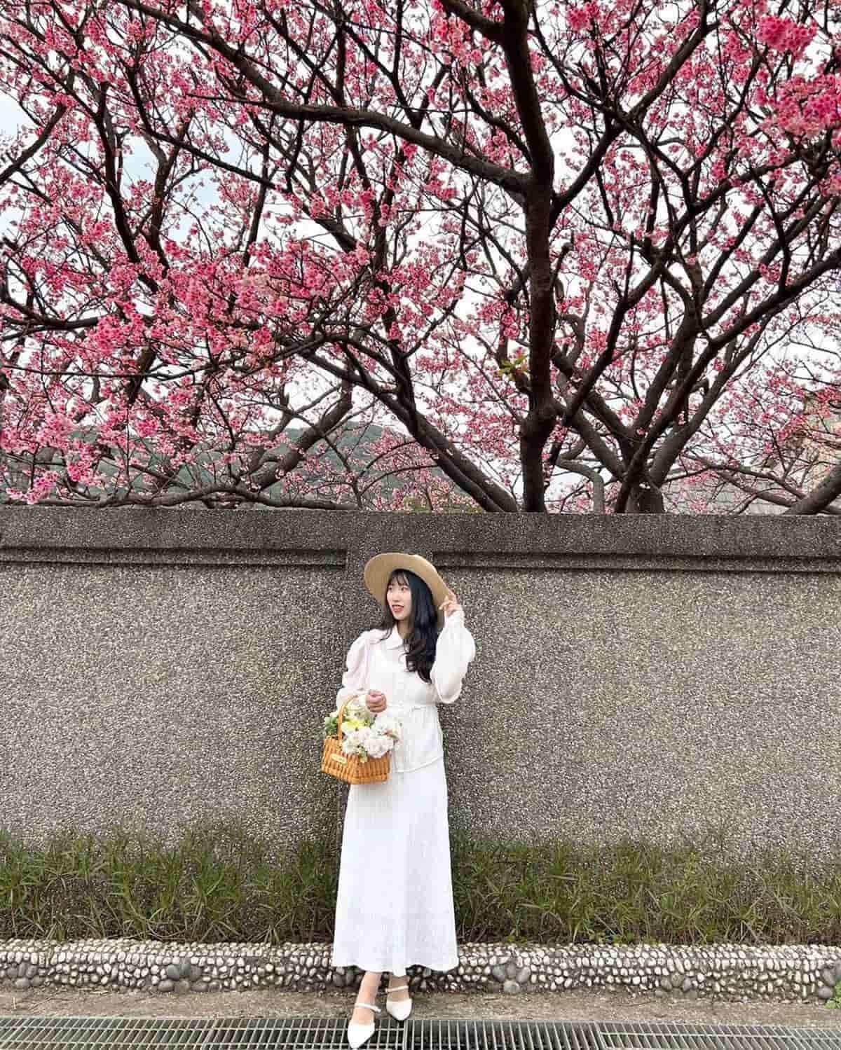 粉色仙境開追！雙北５處「賞櫻夯點」滿開中：３公里河岸夜櫻、破萬坪櫻花林