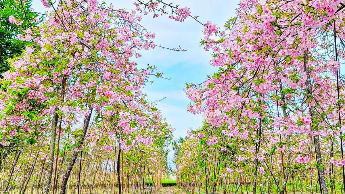 「安農溪分洪堰風景區」附近的粉色枝垂櫻盛開了。（圖片來源：宜蘭ㄚ欣的美食日誌）