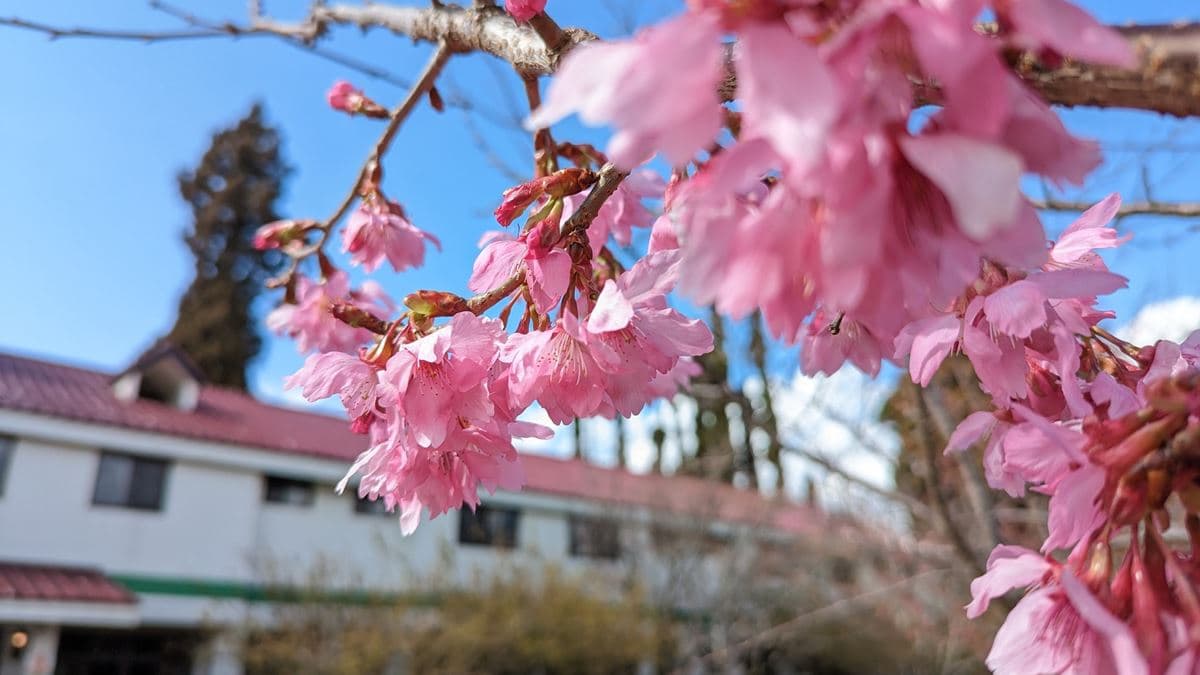 春天的腳步接近，「千櫻園」櫻花盛開。（圖片來源：福壽山農場）