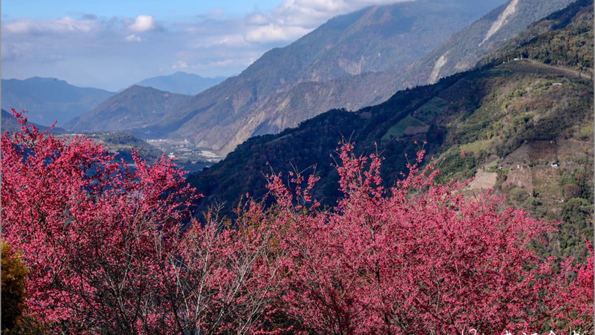 南投櫻花季，就到望高茶園賞櫻看美景。（圖片來源：13's幸福食光）