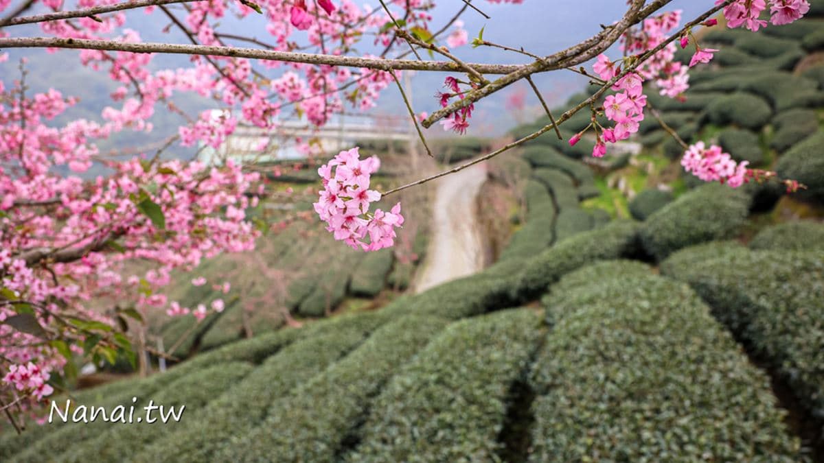 抹茶色的療癒景緻尬上綿延櫻花林，美到不輸其他景點，真的太好拍了。（圖片來源：Nana愛旅行札記）