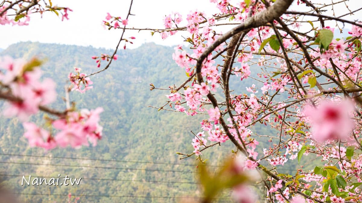 「回音亭」夢幻櫻花美到爆。（圖片來源：Nana愛旅行札記）