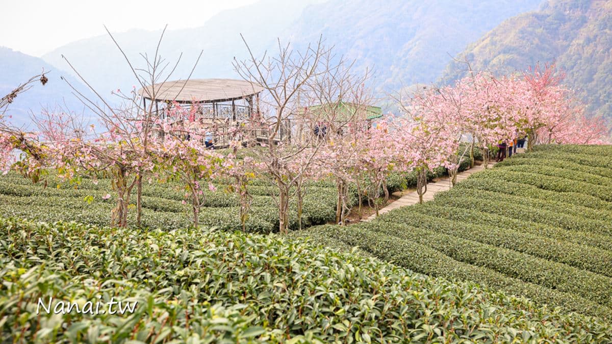 山區茶園中的超夢幻櫻花，八卦迴音亭粉紅色祕境炸開中。（圖片來源：Nana愛旅行札記）