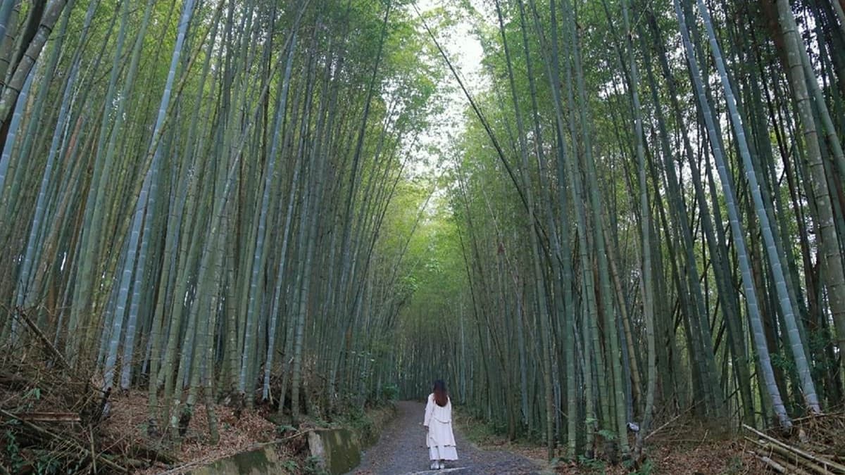 宛如電影《十面埋伏》中國武俠片的竹林場景。（圖片來源：雙子喵玩樂旅行PennyLife）