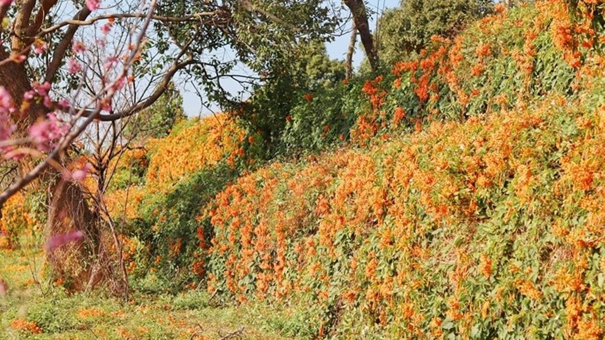 往石雕公園的方向走可以欣賞三層樓的炮仗花海，真的好壯觀！（圖片來源：巧莉的世界流浪筆記）