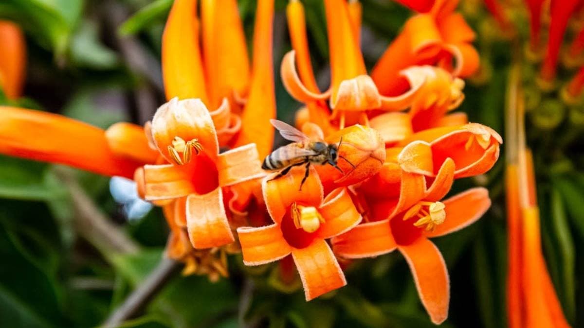 沿途還可以欣賞許多蜜蜂努力著採花蜜。（圖片來源：愛伯特吃喝玩樂全記錄）