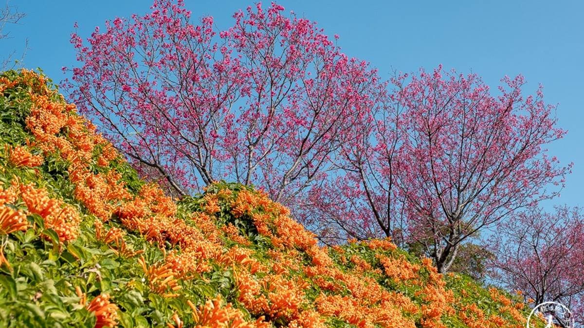 上層的桃紅色山櫻花也正盛開中，呼喚著還在下層觀賞炮仗花的旅人們。（圖片來源：桃桃‘s旅人手札）