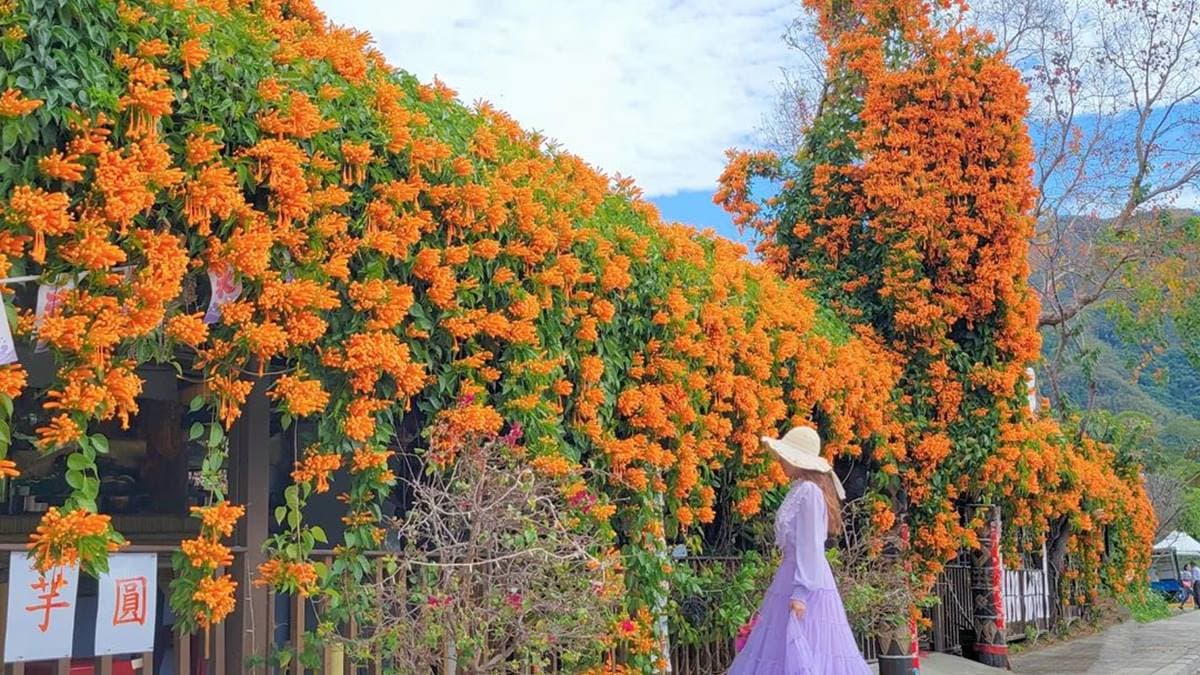 滿開的炮仗花形成了橘黃色的花海瀑布。（圖片來源：IG@yijiun_lee）