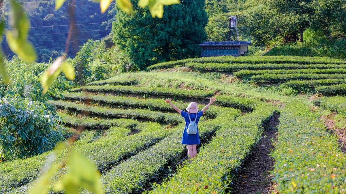 太平山下的「玉蘭茶園」，是宜蘭人心目中的茶園祕境。（圖片來源：卡夫卡愛旅行）