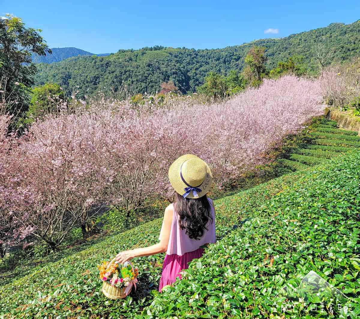 宜蘭也有「粉紅巨龍」櫻花隧道!65米長花海現正爆發中,打卡免費入園拍到飽 宜蘭也有「粉紅巨龍」櫻花隧道!65米長花海現正爆發中,打卡免費入園拍到飽