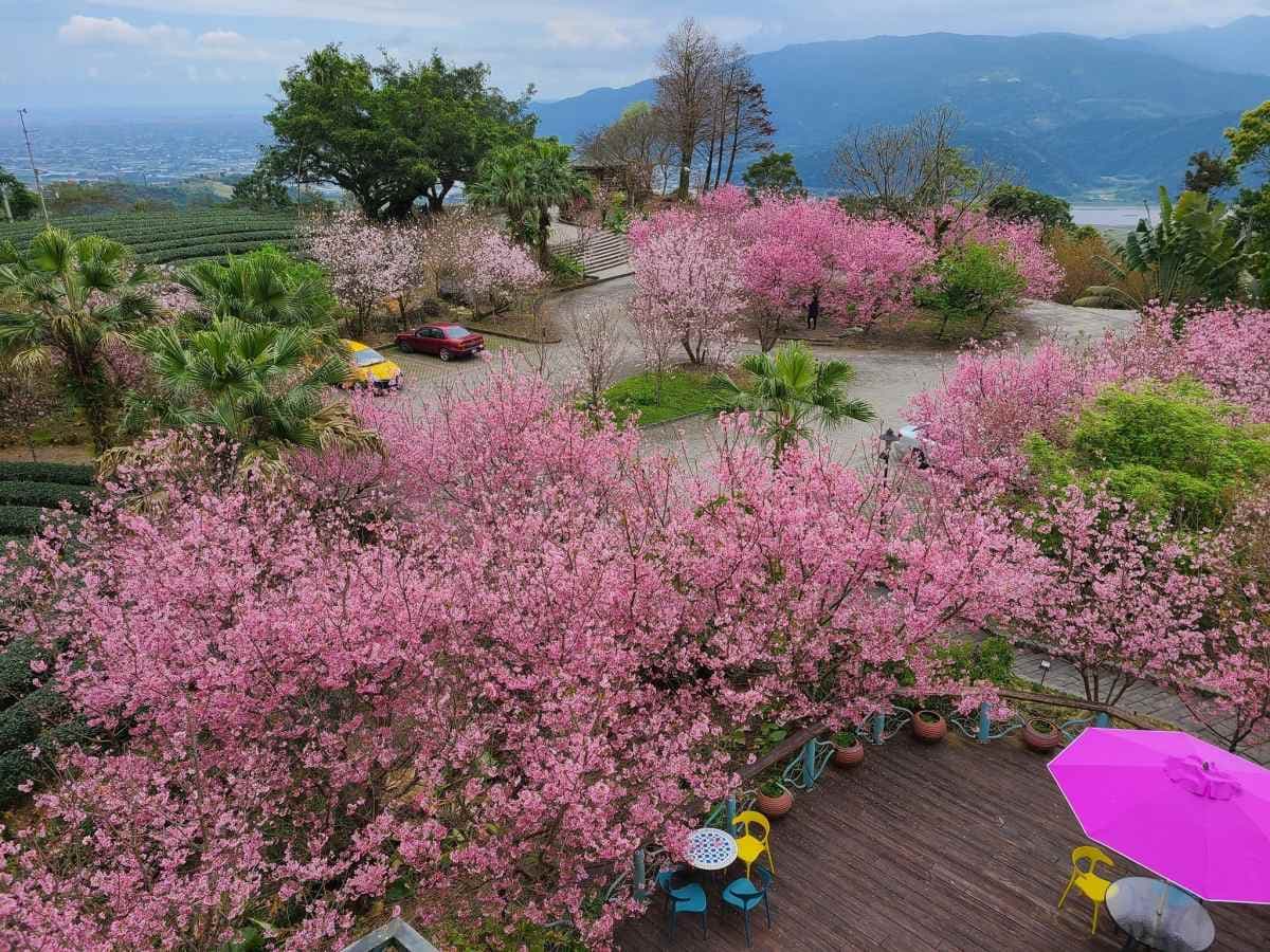 宜蘭也有「粉紅巨龍」櫻花隧道!65米長花海現正爆發中,打卡免費入園拍到飽 宜蘭也有「粉紅巨龍」櫻花隧道!65米長花海現正爆發中,打卡免費入園拍到飽