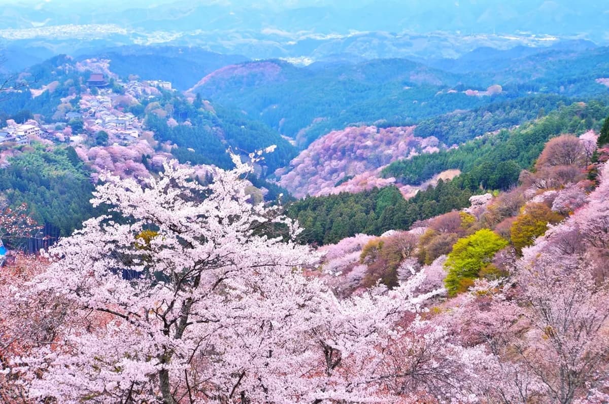衝日本GET櫻花美照!5大粉色賞櫻IG點:奈良小鹿、絕美合掌村、淺草穿和服 衝日本GET櫻花美照!5大粉色賞櫻IG點:奈良小鹿、絕美合掌村、淺草穿和服