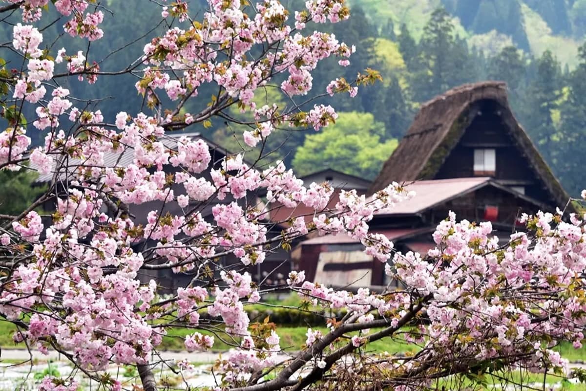 衝日本GET櫻花美照!5大粉色賞櫻IG點:奈良小鹿、絕美合掌村、淺草穿和服 衝日本GET櫻花美照!5大粉色賞櫻IG點:奈良小鹿、絕美合掌村、淺草穿和服