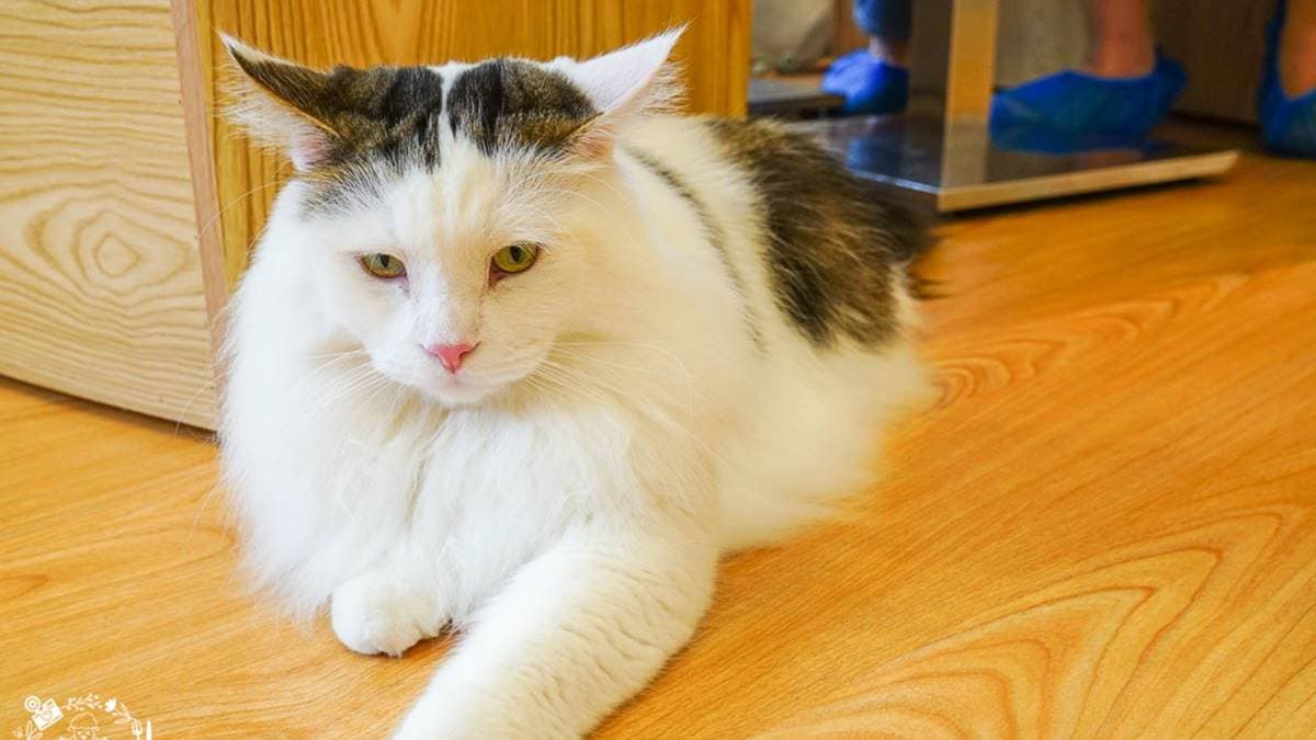 店內飼養了12隻可愛的貓咪。（圖片來源：野田咩的美食書國）