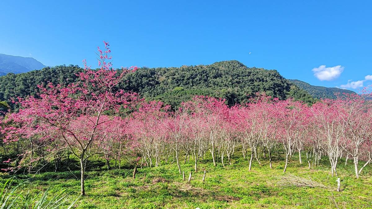 店家在後山種植了2000～3000棵櫻花樹。（圖片來源：宜蘭ㄚ欣的美食日誌）