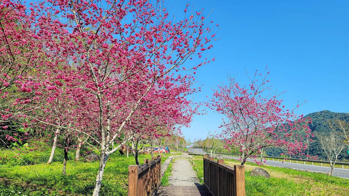 茂密滿開的千棵櫻花樹，漫步其中好浪漫。（圖片來源：宜蘭ㄚ欣的美食日誌）
