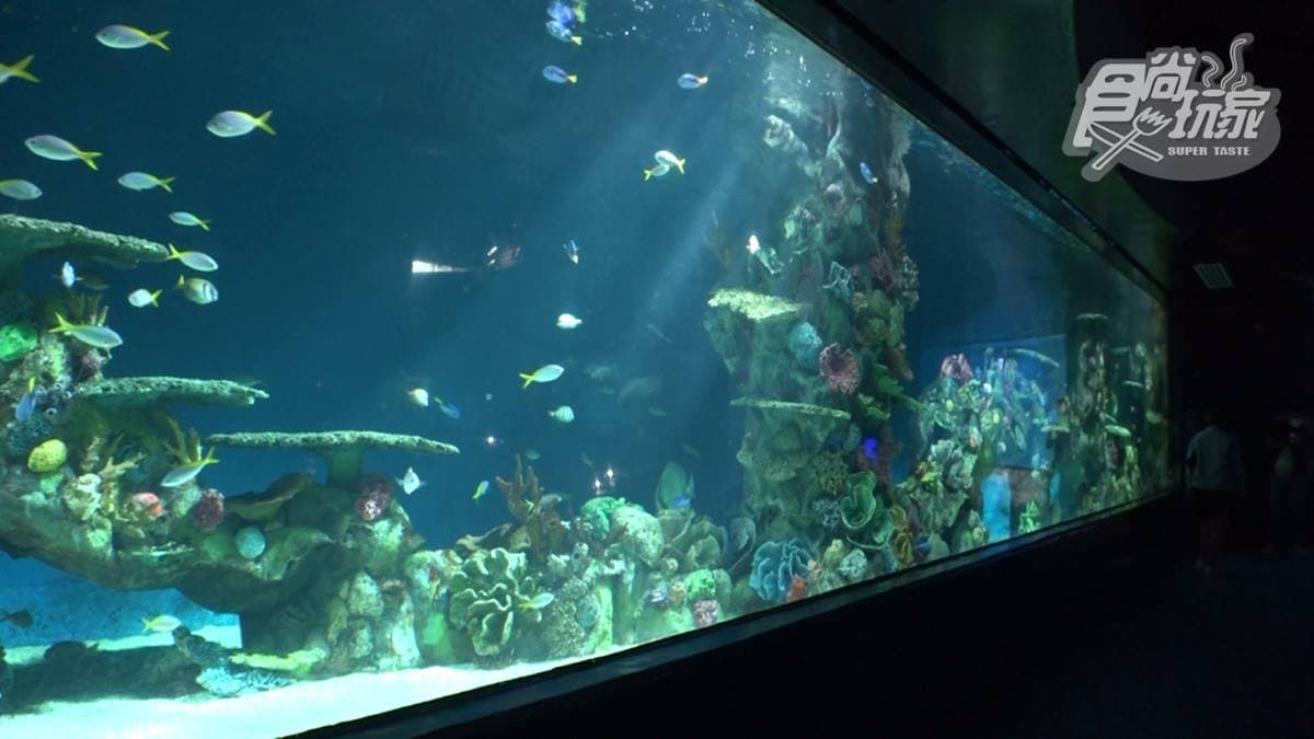 水族箱裡可以欣賞到各式各樣的魚類。