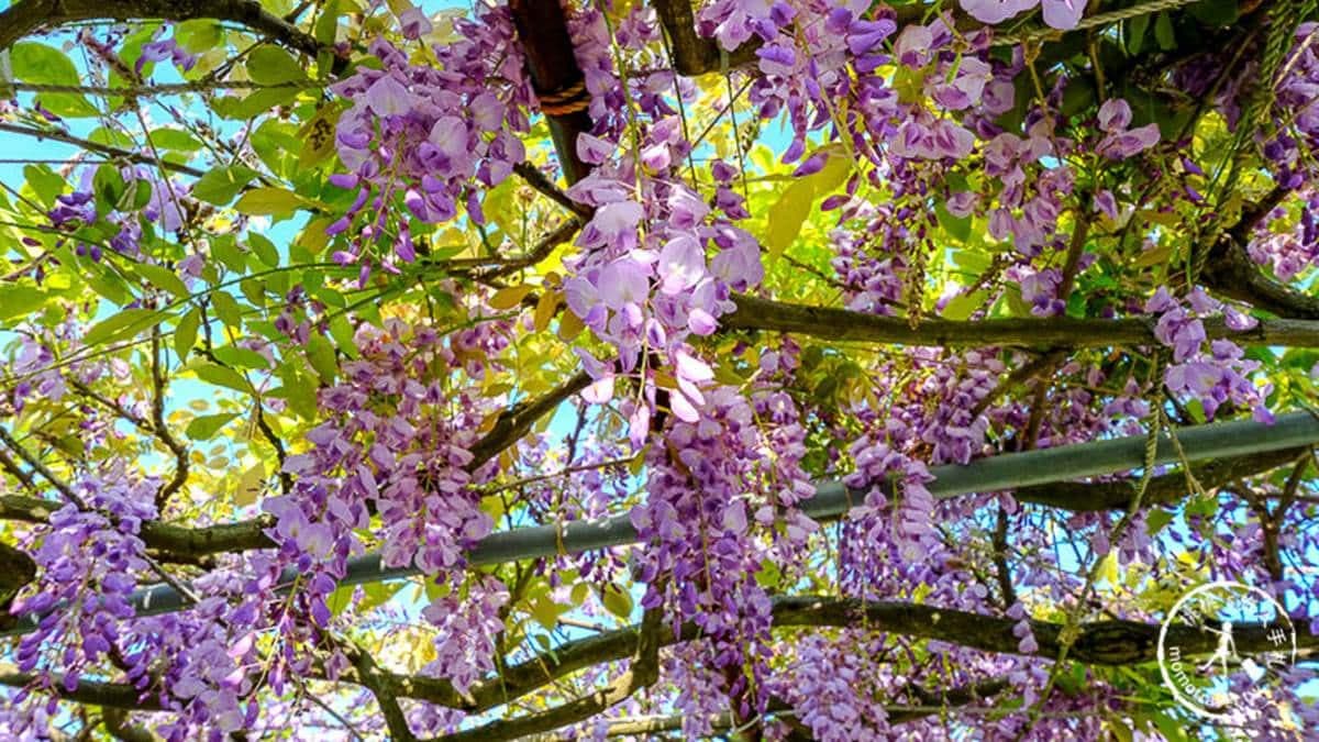 陽光透過棚架花縫間灑落下來，太美了。（圖片來源：桃桃's旅人手札）
