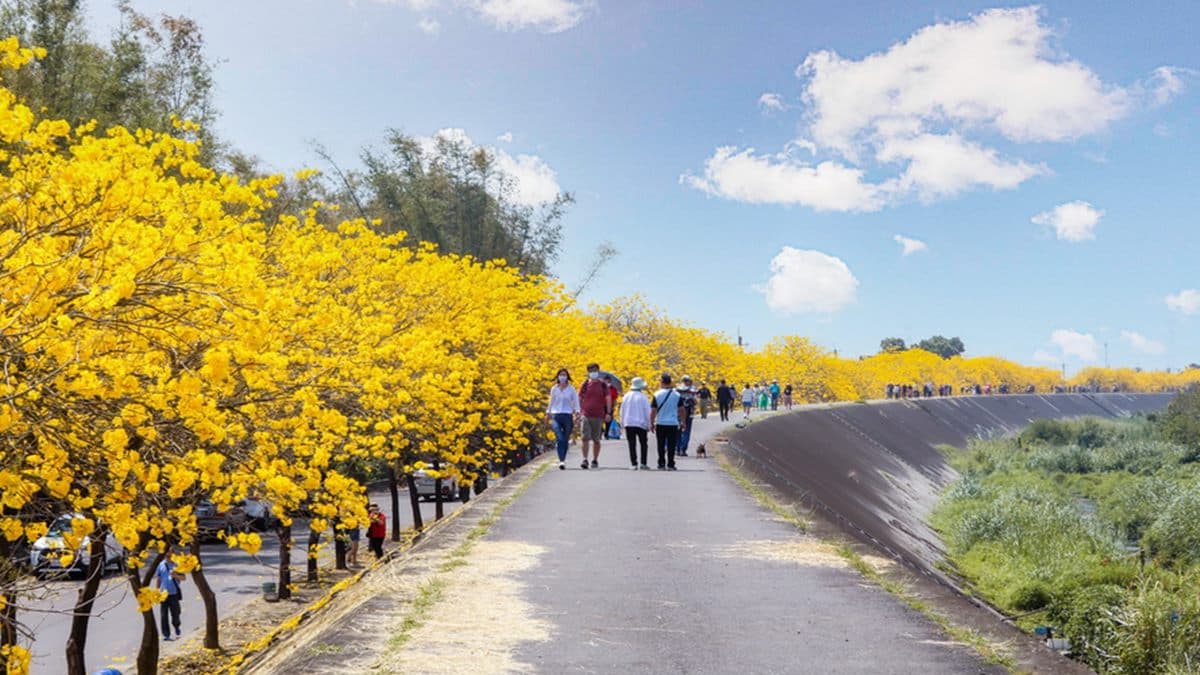 長長的堤坊道路，每到黃花風鈴木季節，就會變成黃金隧道。（圖片來源：13's幸福食光）