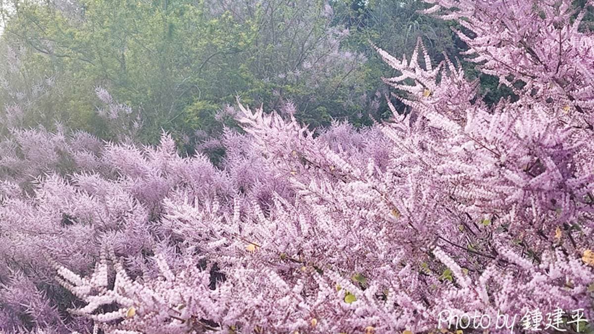 盛開的麝香木呈現粉紅帶紫的花色。（圖片來源：13‘s幸福食光）
