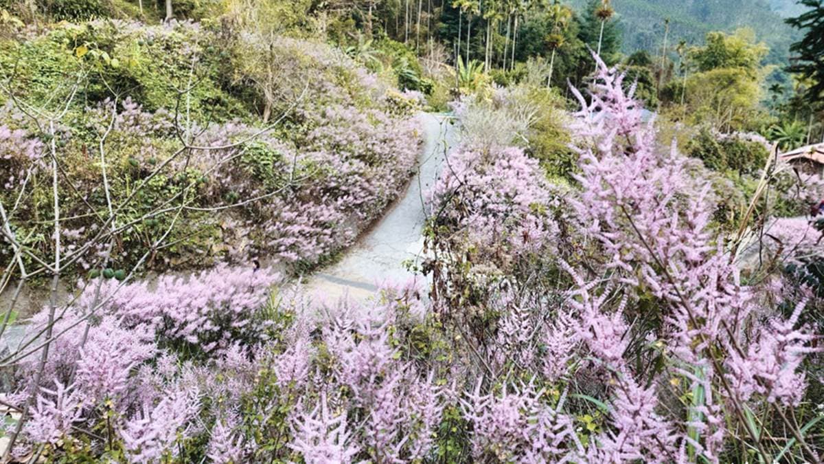 絕美麝香木祕境就位於雲林古坑草嶺臨149甲線30K處旁的福德宮。（圖片來源：13‘s幸福食光）